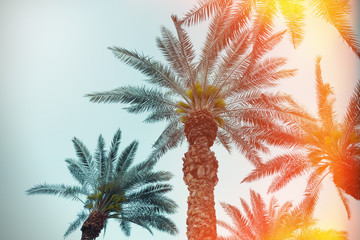 Palm tree over sky background with retro filter effect