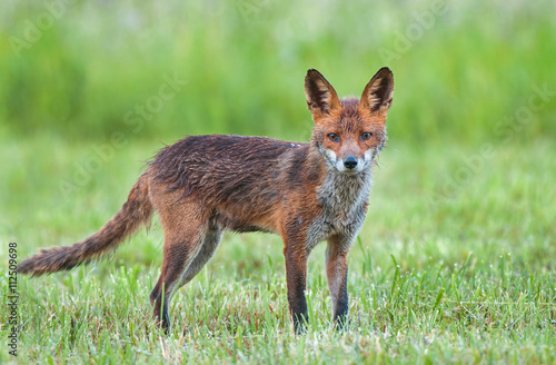 Red fox in a field Canvas-taulu