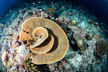 Wall Mural - Maldives corals house for Fishes underwater view