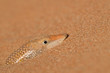 A Lizard Hiding in the Hot Desert Sand