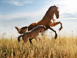 Fototapeta Konie - horse with a foal skips in the tall grass