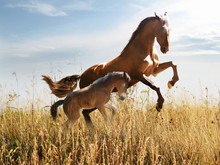 Horse With A Foal Skips In The Tall Grass