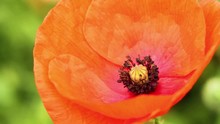 Bumblebee On A Poppy Blossom