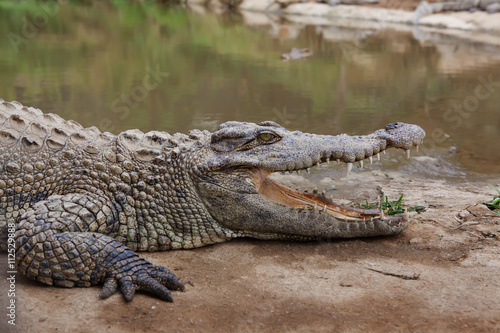 Plakat Krokodyl leży na brzegu