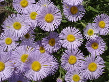 Erigeron (seaside Daisy) Purple And Yellow Flowers