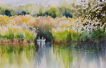 Watercolors Painting Of Summer Pond With Two Swans.