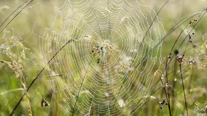 Close up of circle spider web with morning dew, natural eco summer seasonal background