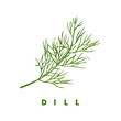 dill herb, food vector illustration, isolated logo