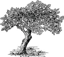 Vintage Image Apple Tree