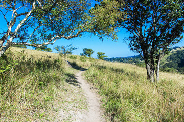  Hiking Trail Path Through Winter Grassland and Two Trees