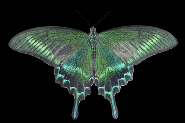 Sticker - Butterfly (Papilio maackii) 34