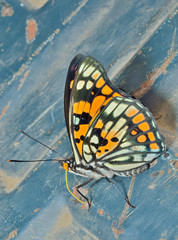 Wall Mural - Butterfly (Sephisa dichroa) 28