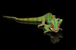 Panther chameleon resting on Black Mirror with tail , Isolated Background