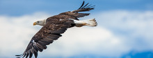 Spread Eagle Open Wings Fishing