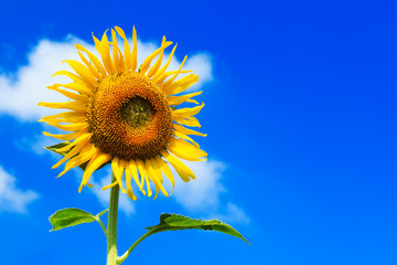 Beautiful colorful sunflower blooms , sunflower with clouds and blue sky