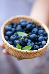 Wall Mural - fresh blueberries