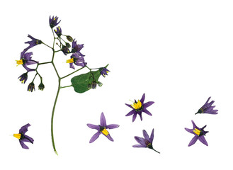 Wall Mural - Pressed and dried delicate flower violet woody nightshade