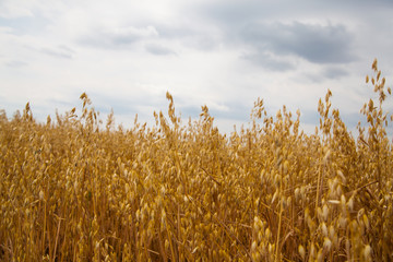 Wall Mural - Oats field