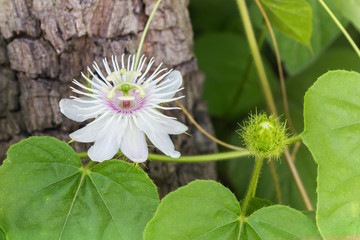 Wall Mural - Romantic amazing nature weird wild grass flower,Passiflora  with