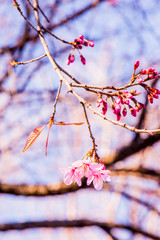 Wall Mural - Cherry Blossum Flowers at Chiangmai Province