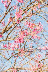 Wall Mural - Cherry Blossum Flowers at Chiangmai Province