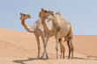 Two camels side by side in the desert