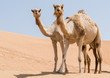 Two camels in the desert looking forward
