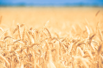 Wall Mural - background of  yellow ears on the beautiful golden wheat field