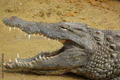 Gueule De Crocodile Stock Photo Adobe Stock Gueule De Crocodile Stock Photo Adobe Stock