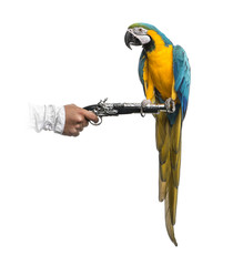 Wall Mural - Blue-and-gold Macaw isolated on white
