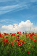 Red poppy flowers