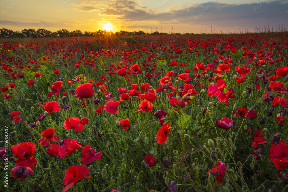 the field of poppies under sun in sunset time - obrazy, fototapety, plakaty 