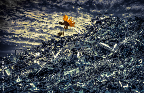 Plakat Słonecznikowy kwitnienie na rozsypisku metal w apokaliptycznym krajobrazie