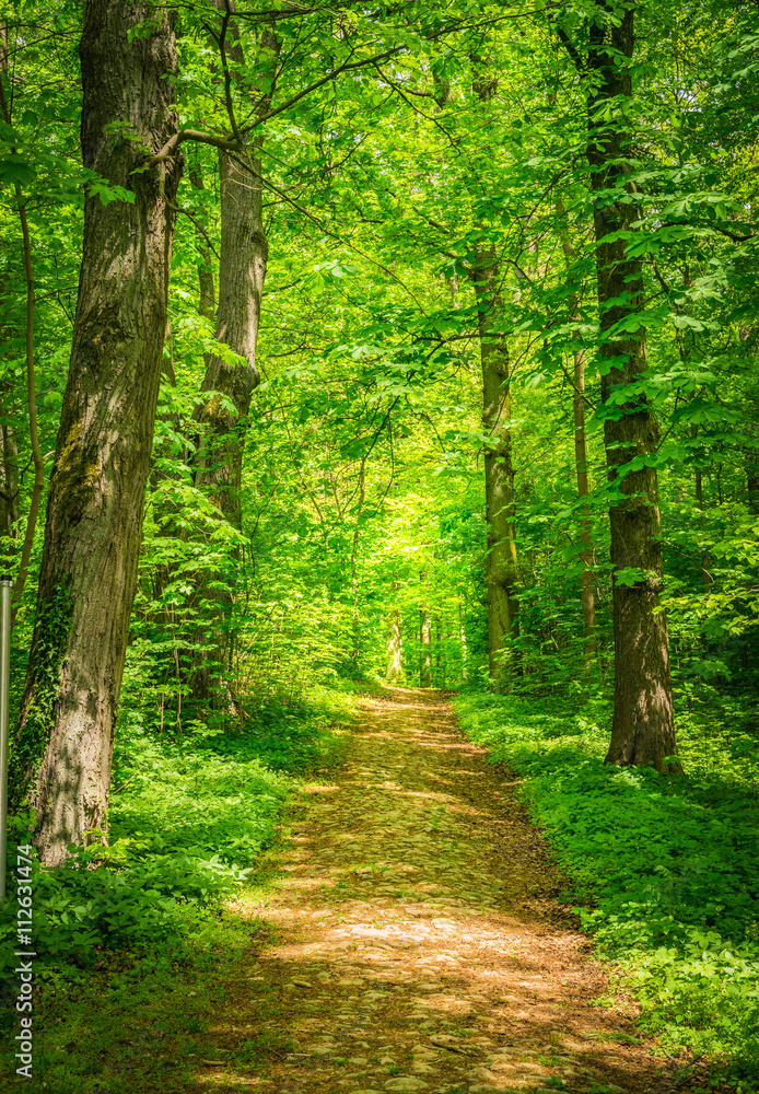 Wald Weg Bäume Blätter Natur  - obrazy, fototapety, plakaty 