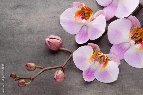 Poster Spa Orchidee Thema Objekte auf grauem Hintergrund.