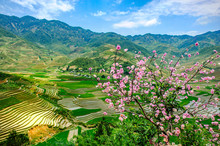 Terraced Rice Paddy In Tu Le District Of Yen Bai Province, North Vietnam.