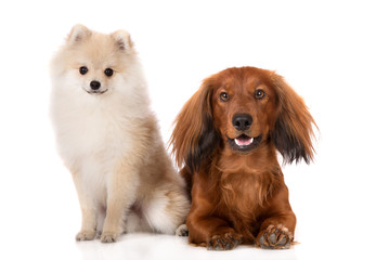 pomeranian spitz puppy and a dachshund dog posing on white