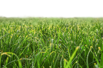 Canvas Print - Green grass on sunny meadow