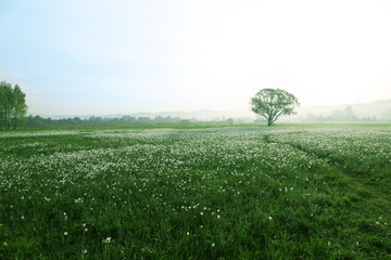 Canvas Print - Foggy morning in meadow