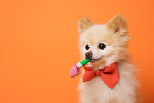 Funny Litllte Dog At Orange Background
