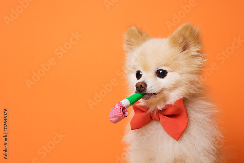Photo funny litllte dog at orange background