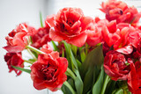 Fototapeta Tulipany - Red tulips macro