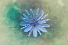 Single Blue Flower, Overhead View