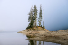 Tall Trees On Land By Water