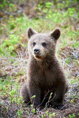 Wall Mural - brown bear cub
