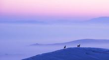 Deer In Winter At Sunrise Overlooking Misty Landscape