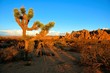 Desert landscape of Joshua Tree National Park at sunset, California, USA