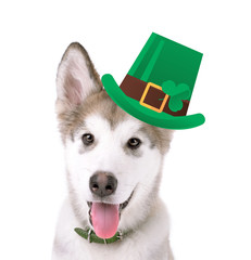 Canvas Print - Funny happy dog with St. Patrick's Day hat, isolated on white