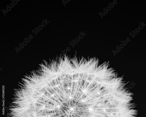 dandelion-z-bliska-w-czerni-i-bieli