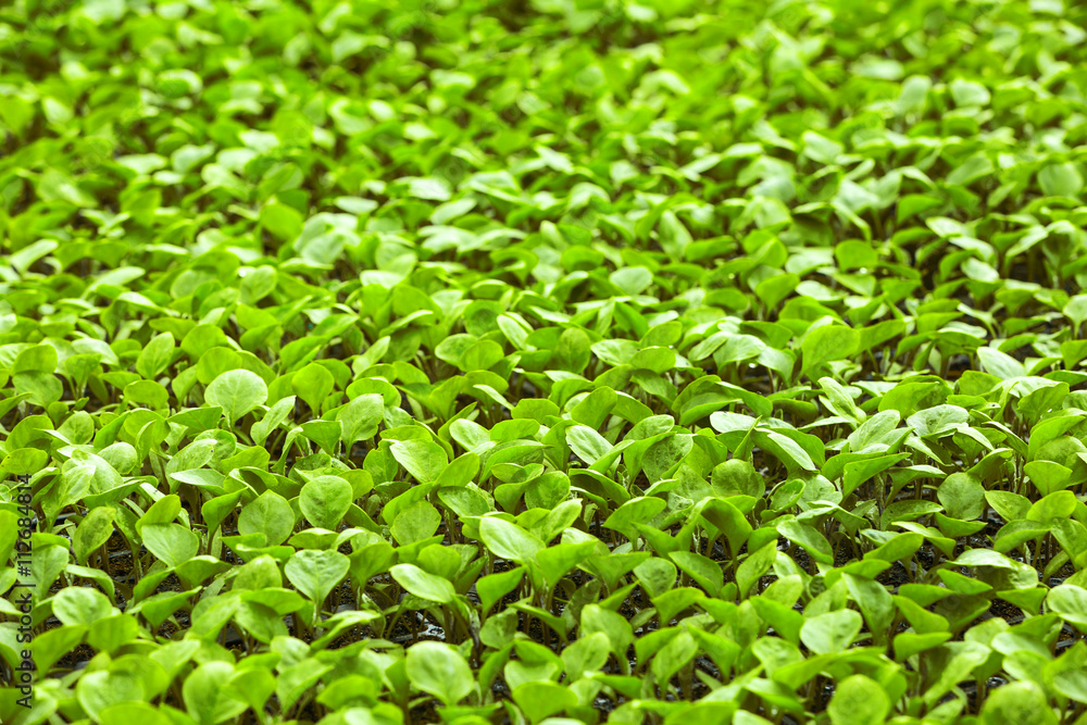 Young plants growing in greenhouse, closeup